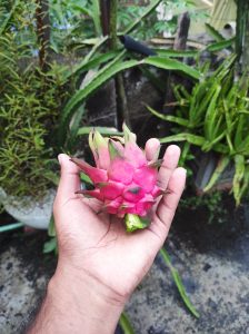 A person holds a vibrant pink dragon fruit in their hand, surrounded by green foliage in a garden setting.