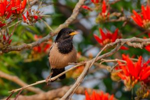 Rosy Starling with a black head and light brown body perched on a branch amid red flowers, set against blurred green foliage.
