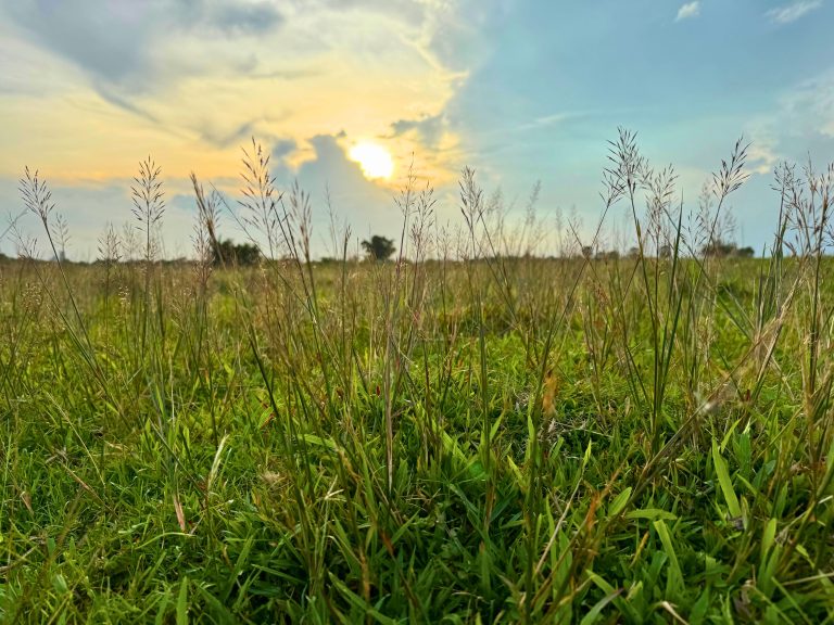 A grassy field at sunset with tall wild grass in the foreground and the sun partially hidden behind clouds in the sky
