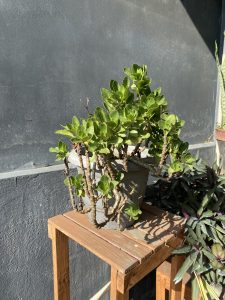 A potted succulent plant with thick, green leaves is sitting on a wooden stand against a dark gray wall. 