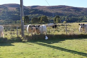 White Galloway Cows in their field of grass, hills in the distance and a curious white cat sits in front of the fence.