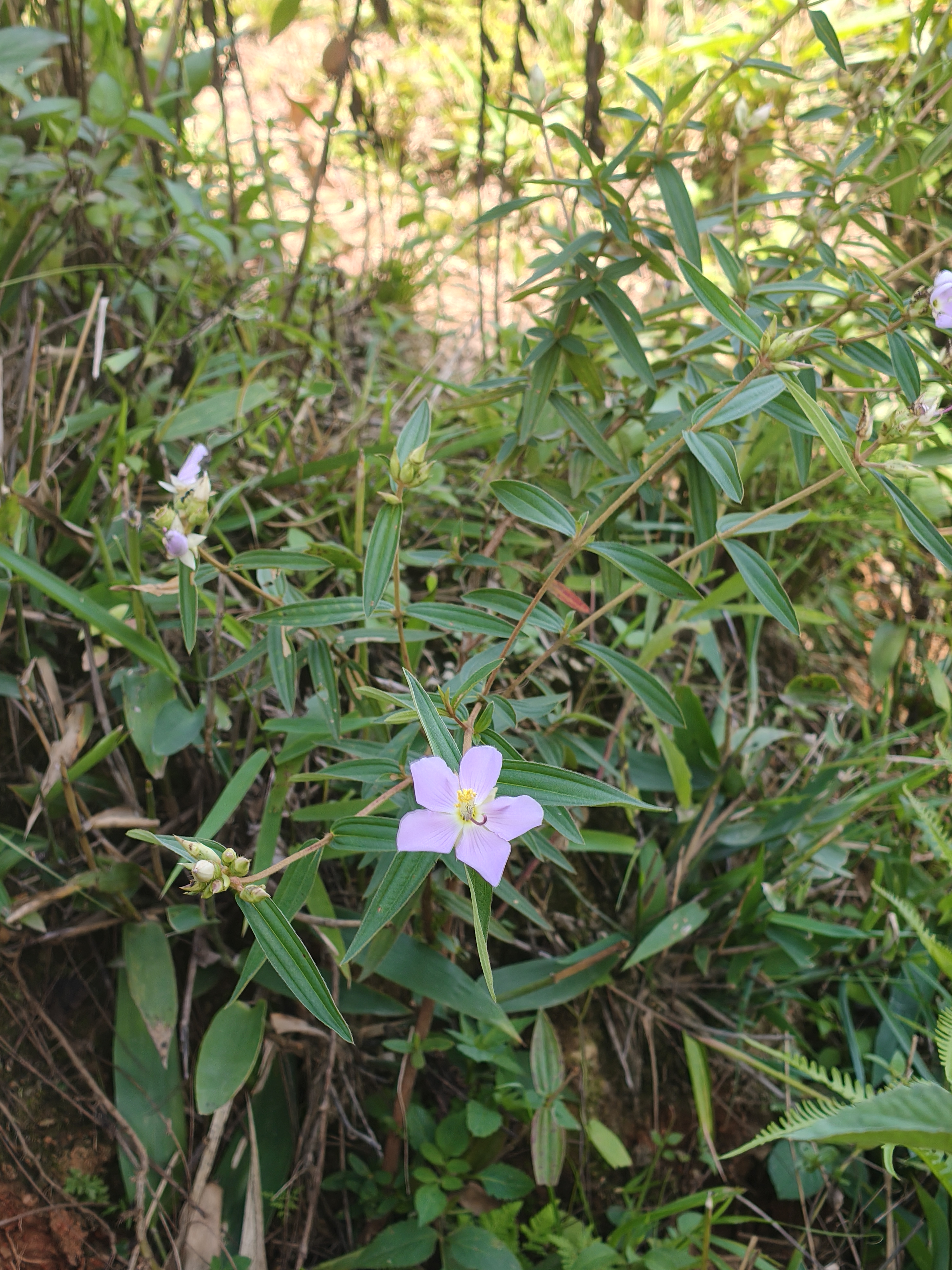 A close-up view of a flowering plant surrounded by green foliage.