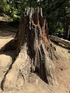 A massive old tree stump, hollow and weathered, stands like a monument in the forest, shot at the Columbia River Gorge National Scenic Area, Oregon. 