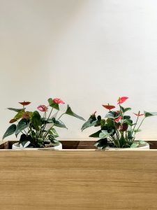 Two pots of Anthurium plants with glossy dark green leaves and bright red-pink flowers are displayed on a wooden surface against a white wall.