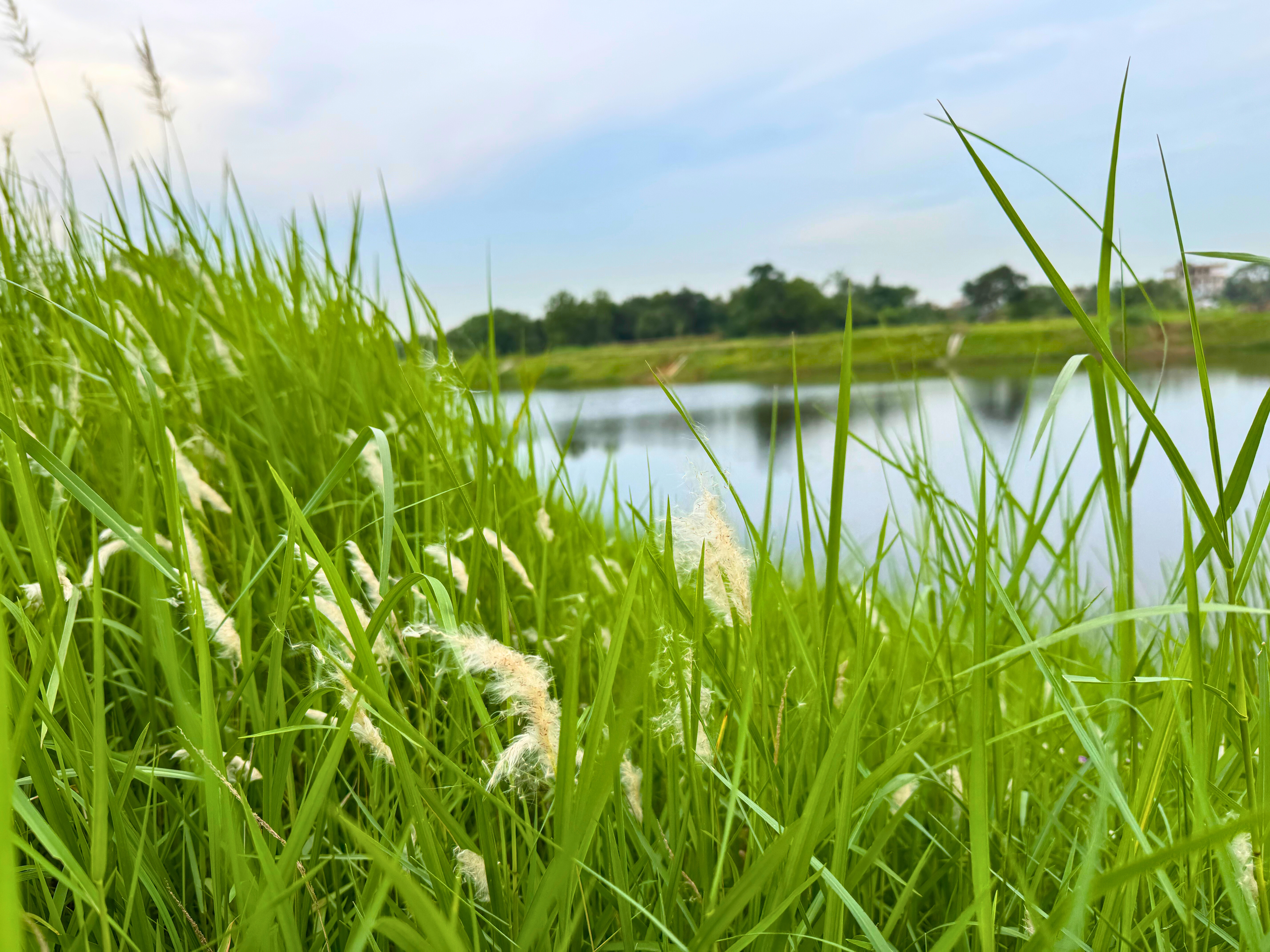 Close-up view of tall green grass with white fluffy flowers beside a lake, with water and trees blurred in the background.