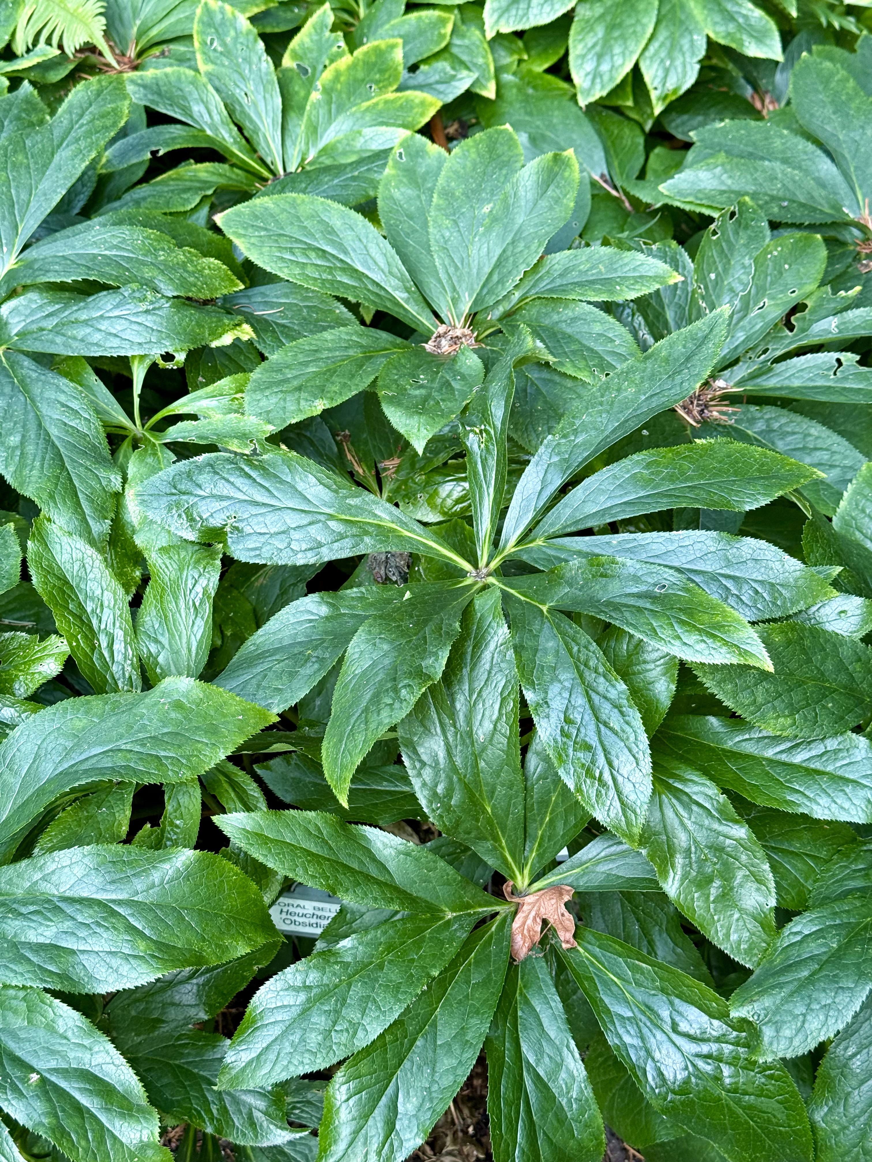 Glossy green leaves of hellebore plants growing in a thick cluster. Captured in the evening at Pittock Mansion, Portland.
