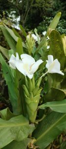 Elegant white ginger lilies blooming gracefully amidst lush green leaves
