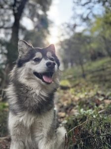 A happy, fluffy dog with a gray and white coat sits in a forested area, enjoying the outdoors.