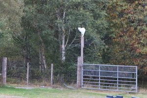 White cat balancing on a 3 metre high wooden gate post, below him an open metal gate and wooded area edged by a fence to the left and trees to the right. The top of a green oil tank just in view in the left foreground. 