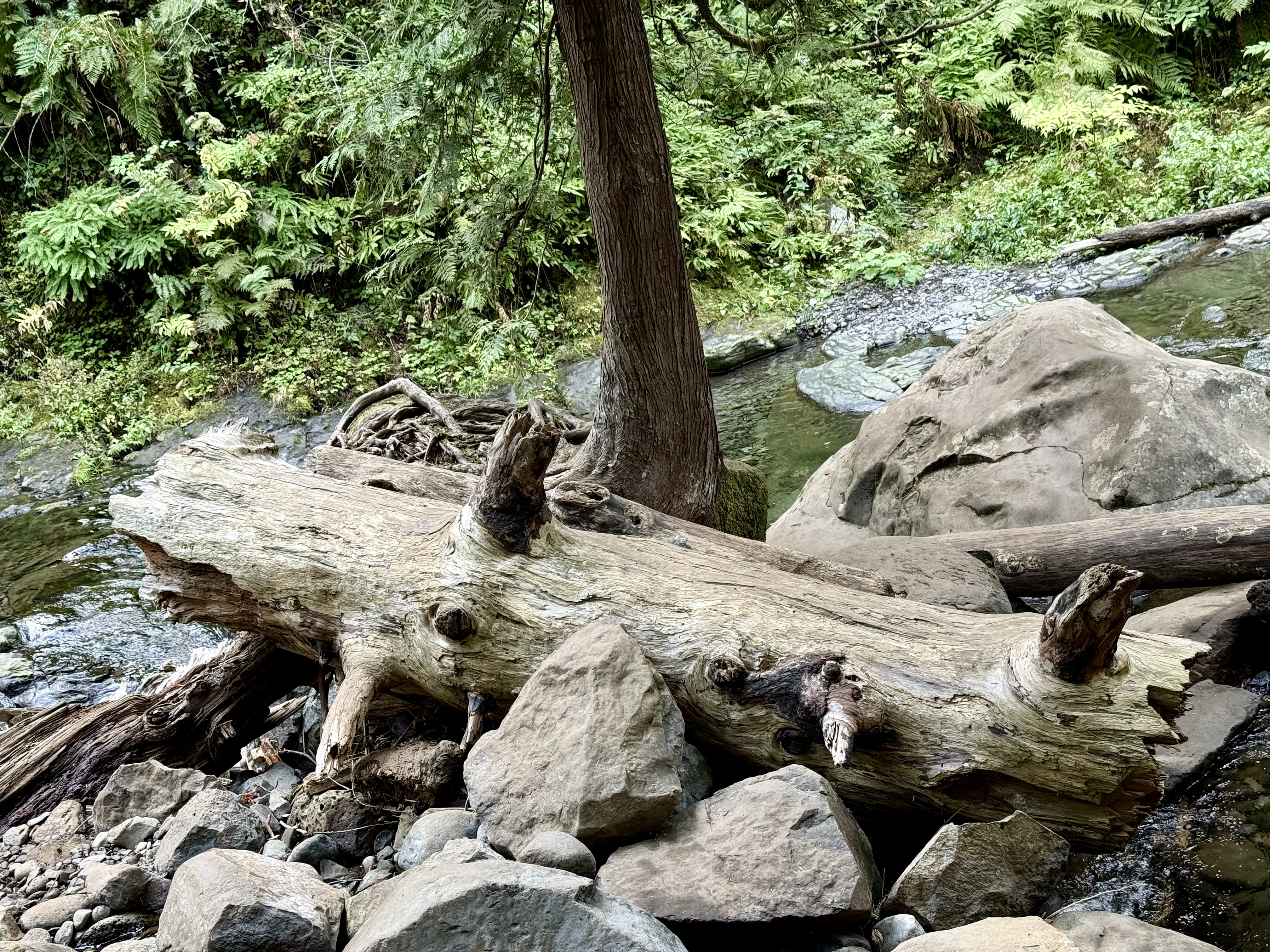 A large fallen tree trunk rests on rocks near a creek, surrounded by ferns and moss, from the Columbia River Gorge National Scenic Area, Oregon.