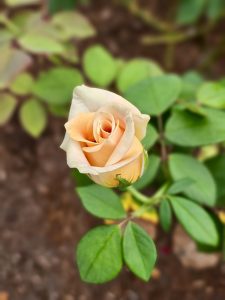 A peach-tinted rosebud about to bloom, surrounded by lush green leaves: the photo captures the freshness and early stage of the flower, set against the Portland riverfront.