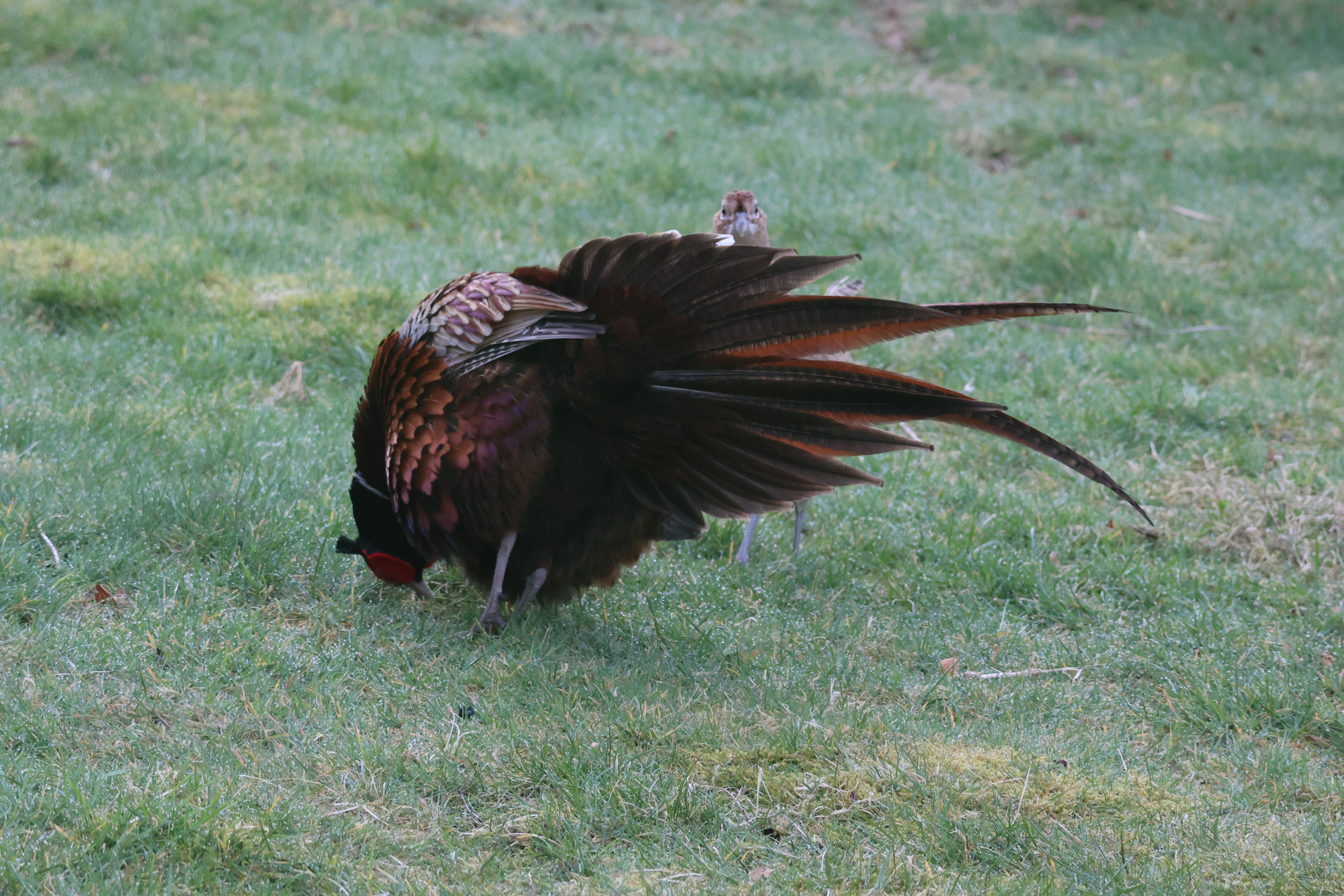 Standing on a lawn a male pheasant displays his feathers to a female pheasant, her head just visible in front of him.