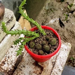 A small red plant pot containing several small, round cacti with spiny surface. 