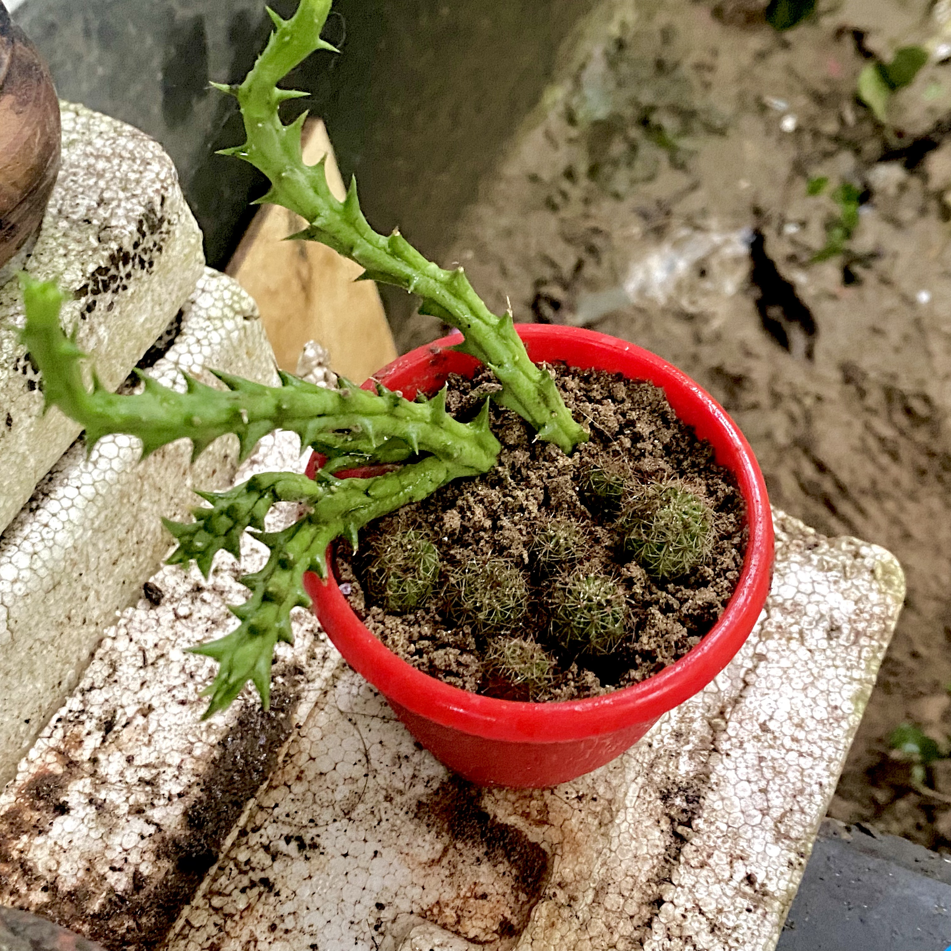A small red plant pot containing several small, round cacti with spiny surface.