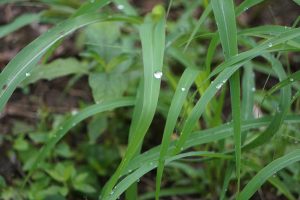 A close-up view of green grass blades, some with droplets of water on their surfaces, surrounded by a variety of foliage and soil in a natural setting.