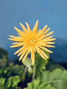 A bright yellow Gerbera flower stands tall against a blue wall in Pantheeramkavu, Kozhikode. The delicate petals radiate like sun rays, captured in sharp focus with lush green foliage below. 