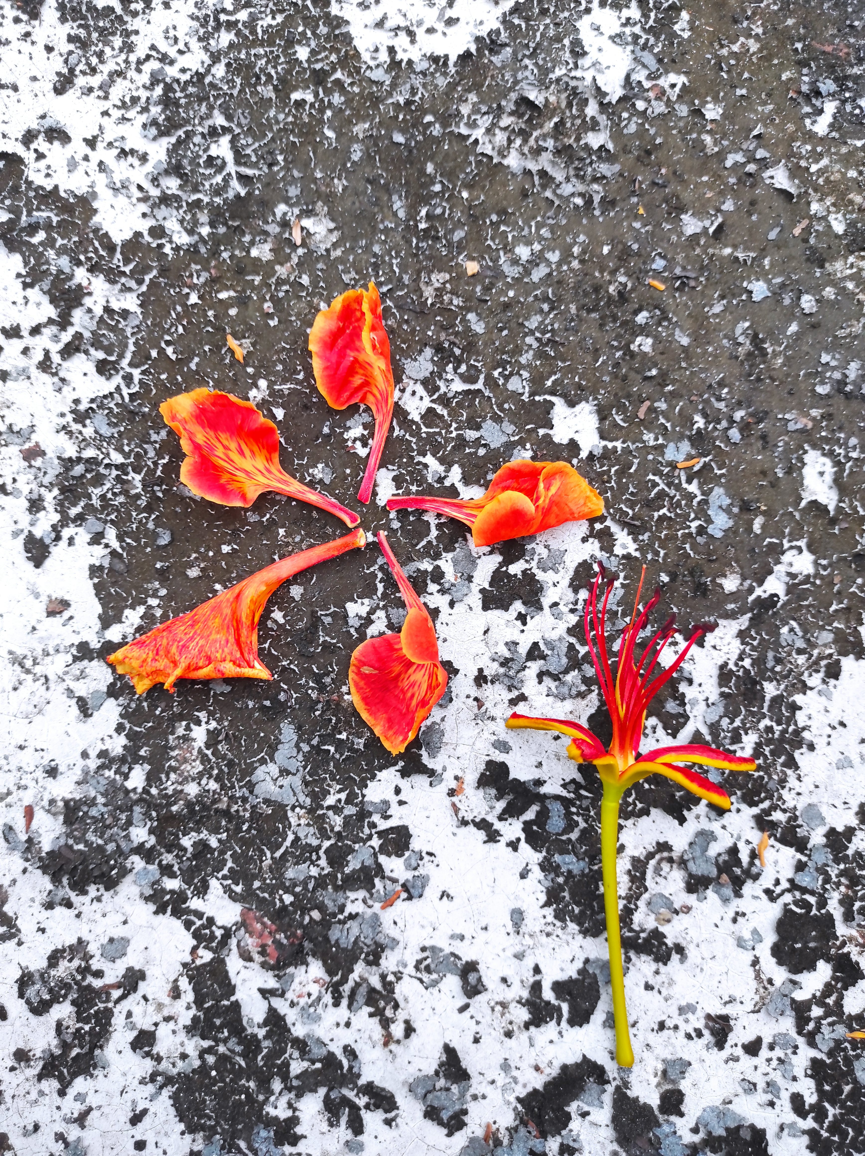 A flat-lay shot of a deconstructed Royal Poinciana flower on a mottled gray and white surface. The five vibrant orange and red petals are separated, scattered in a circle. The intricate red stamen and pistil are also visible next to the petals.