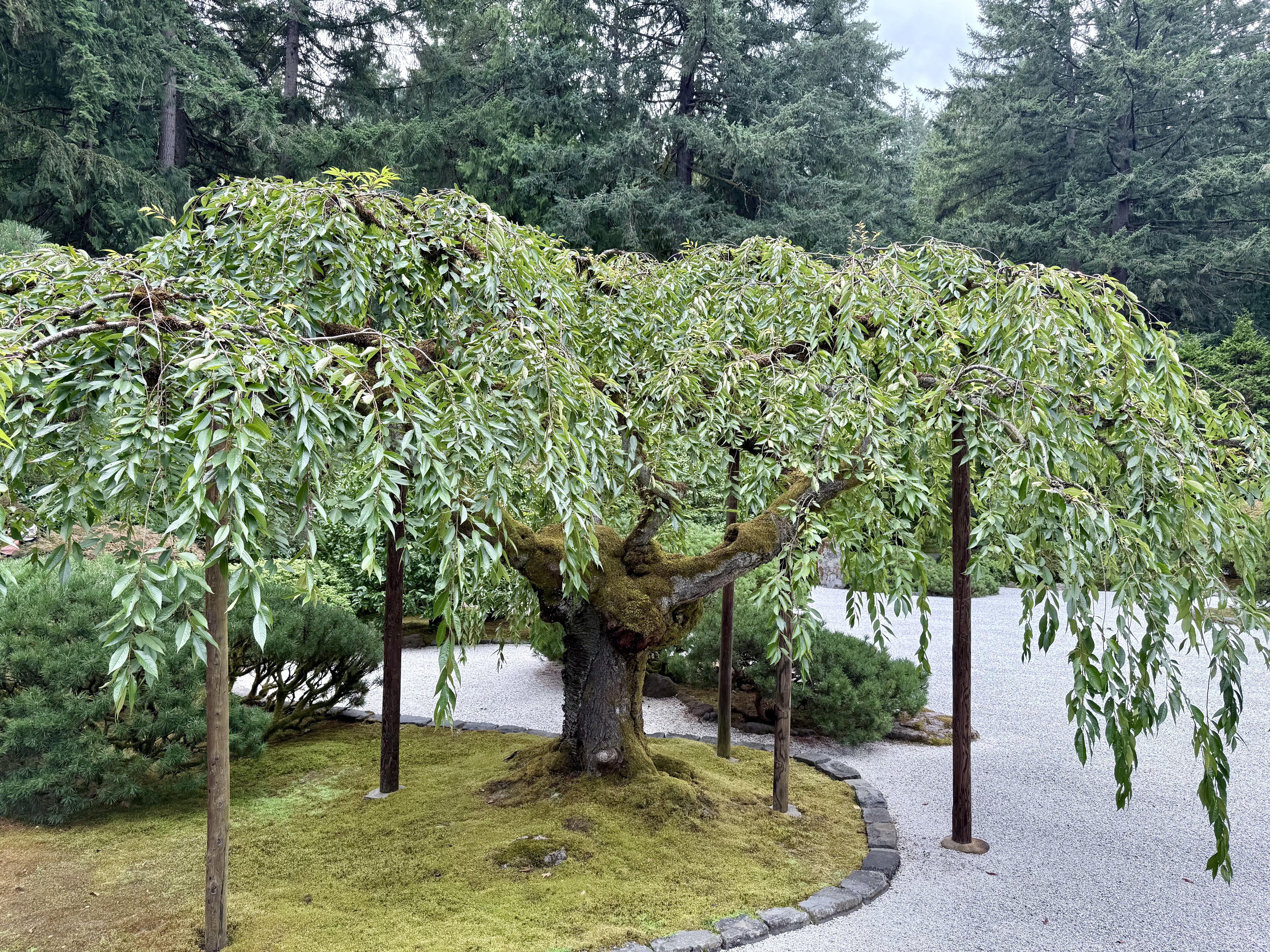 A graceful weeping cherry tree supported by wooden poles spreads its branches over a mossy base. The tree sits in a peaceful gravel path. Captured at Portland Japanese Garden. 