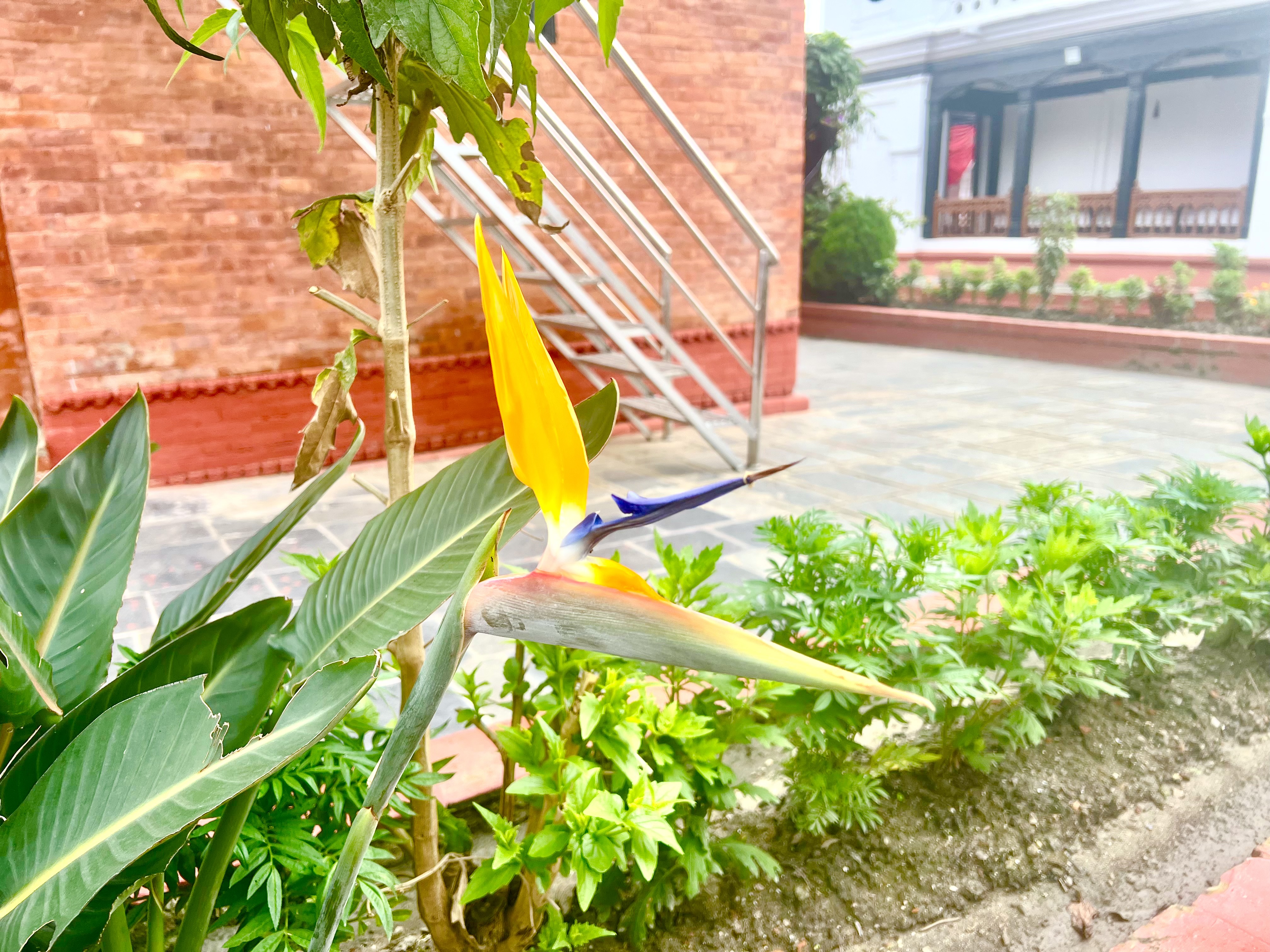 Bird of Paradise flower with vivid orange, yellow, and blue petals stands out against lush green leaves. Brick wall and metal stairs in background.