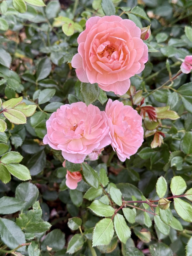 A trio of mini roses in coral-pink tones blooms amidst glossy green leaves. The sharp focus brings out their gentle textures. Taken at the International Rose Test Garden, Portland, in the evening.