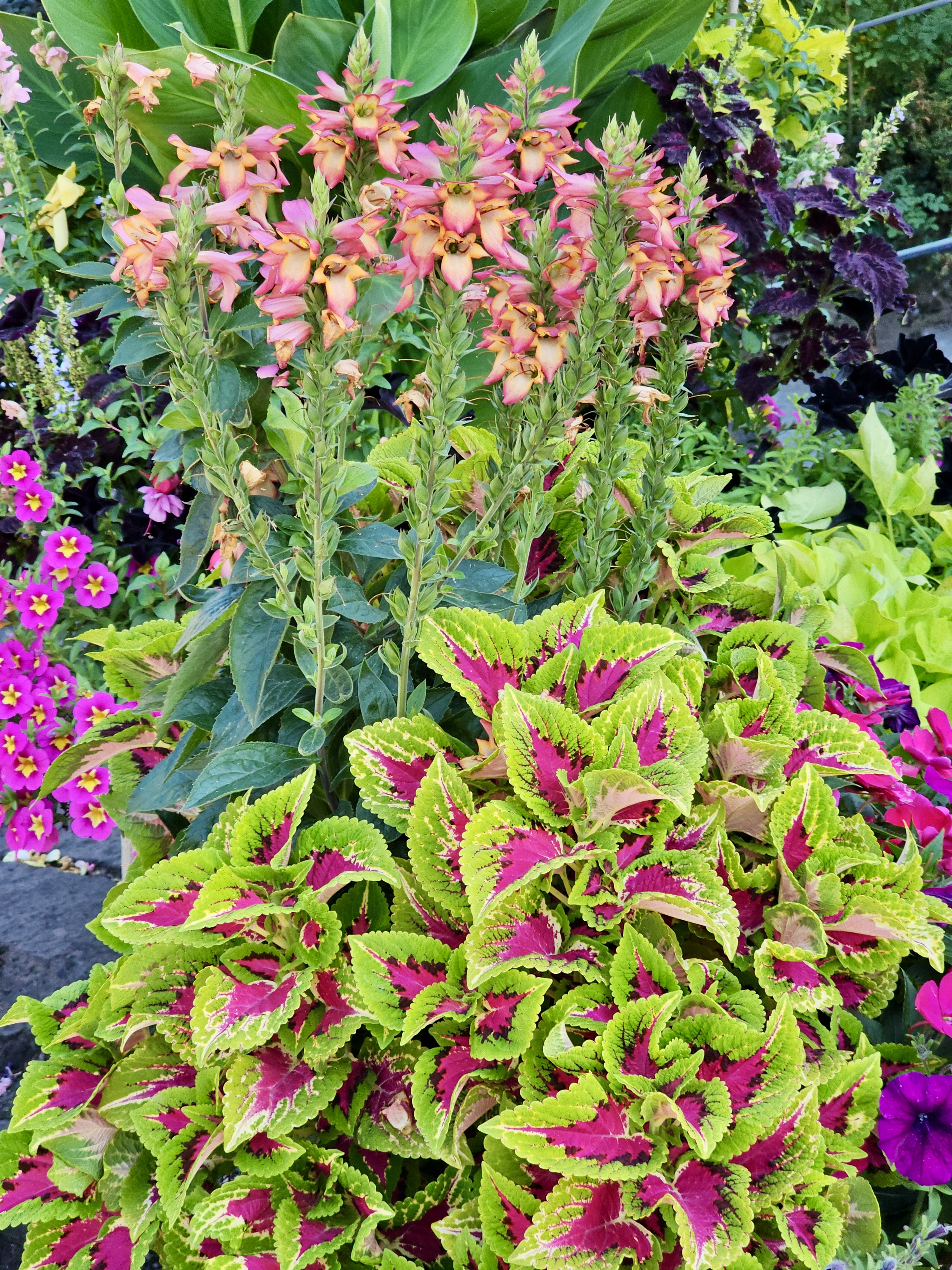 Coleus leaves and pink flower spikes add a touch of brightness to a summer garden. Captured at the Oregon Zoo, Portland.