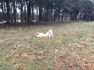 Anatolian Shepherd puppies in Tennessee. Lying on a grassy area, with forest behind.