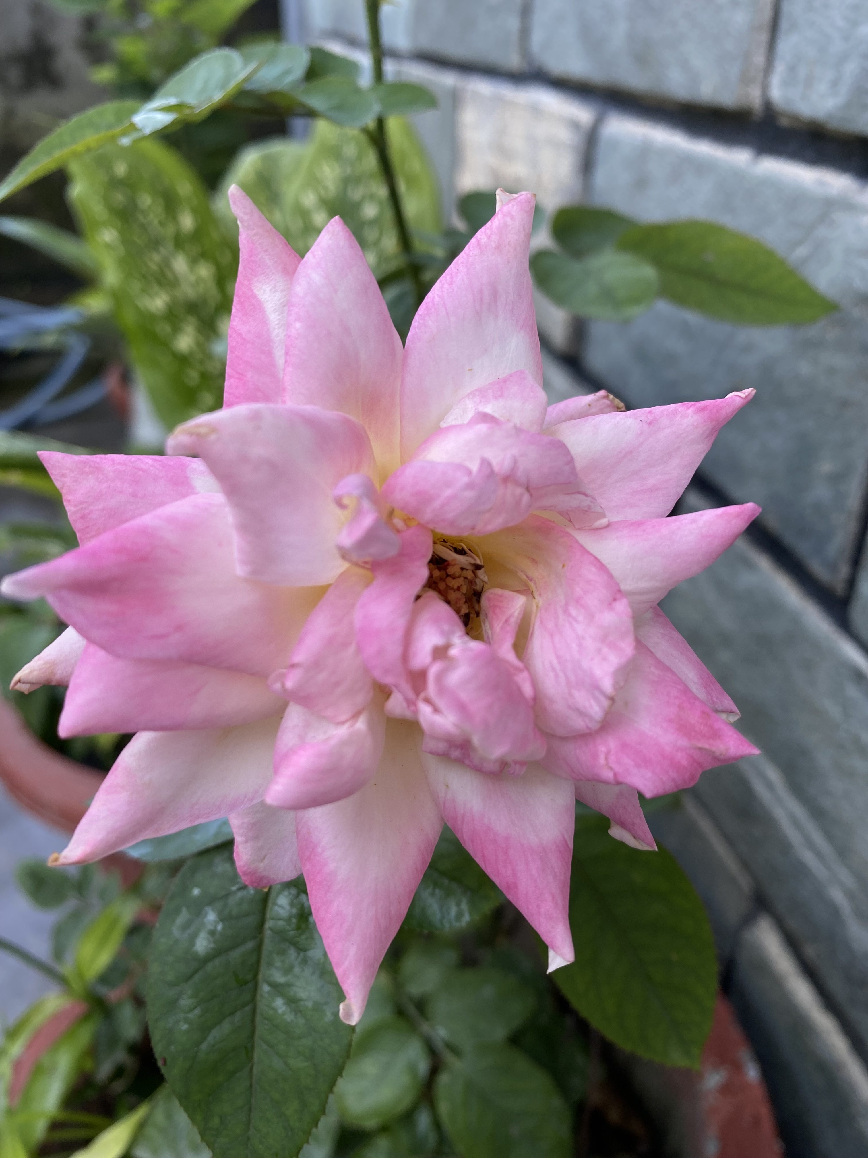 A close-up image of a blooming pink rose with layered petals, surrounded by green foliage.