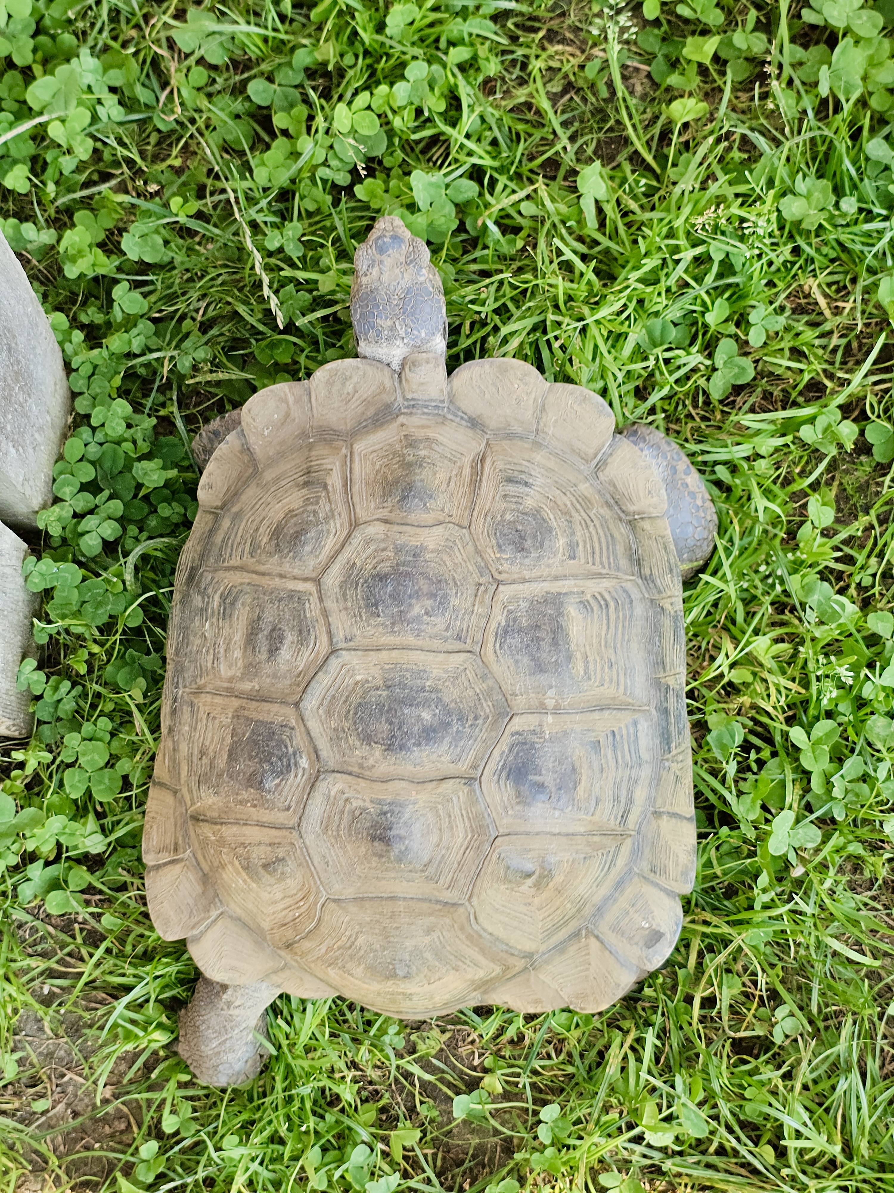 Top-down view of a large tortoise walking on green grass. The shell's natural patterns are clearly visible. Captured at the Oregon Zoo, Portland.