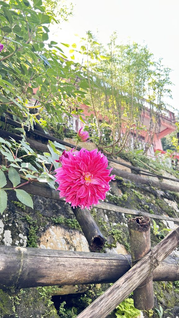 A vibrant pink flower blooms against a backdrop of lush green leaves and a moss-covered stone wall.
