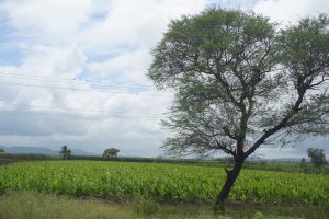 A lush green farmland with rows of crops, a large tree in the foreground, and cloudy blue sky in the background.