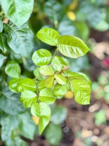 Close-up of fresh green rose leaves taken in the evening at the International Rose Test Garden, Portland. The young leaves are glossy and vibrant, with soft light creating a calm, natural feel. 