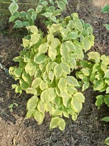 A leafy shrub with yellow-green leaves covered in small reddish spots, growing in Hoyt Arboretum, Washington Park, Portland.