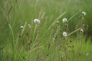 A cluster of wildflowers with delicate white puffballs and green buds is surrounded by tall, lush grass in a natural setting. 