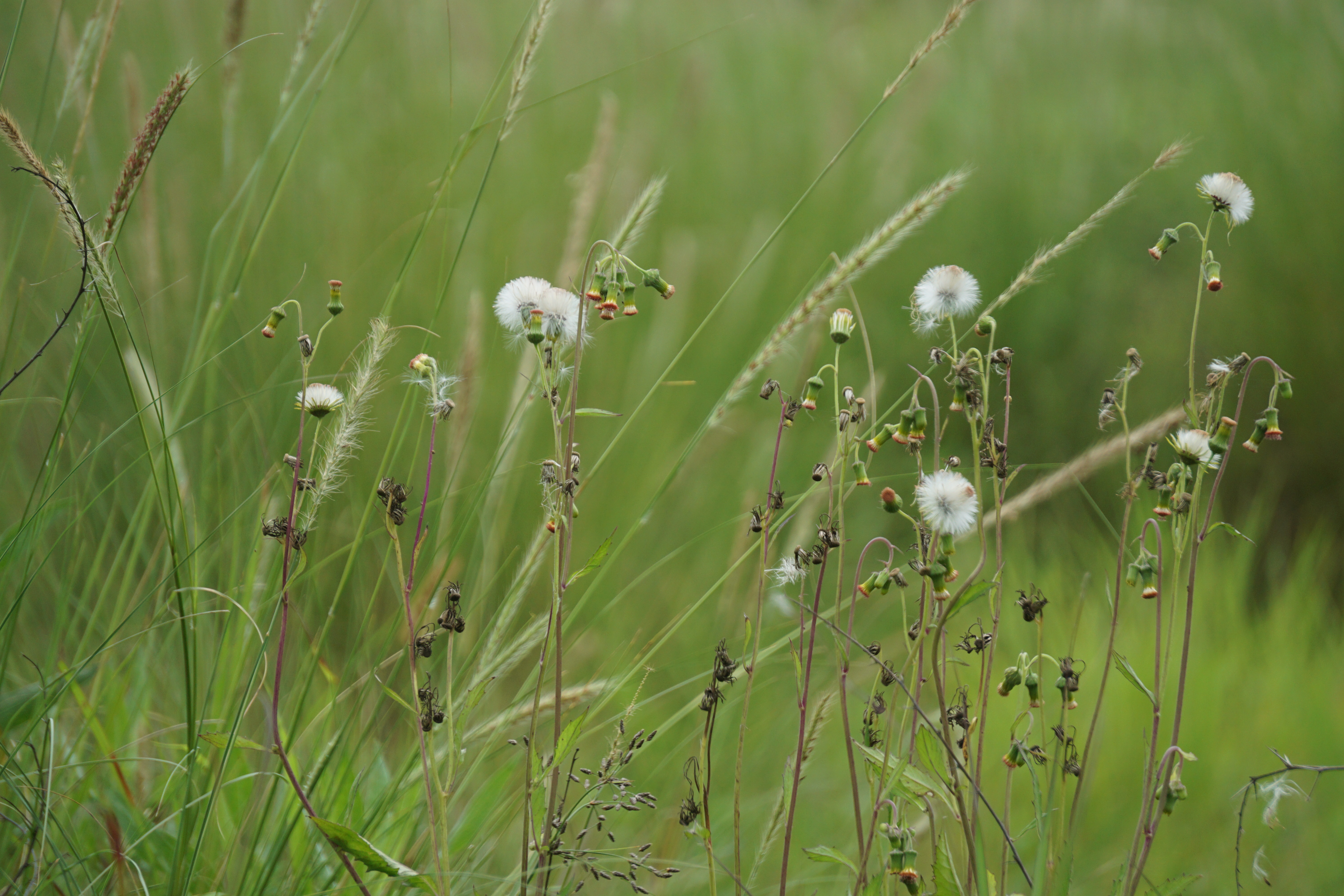 A cluster of wildflowers with delicate white puffballs and green buds is surrounded by tall, lush grass in a natural setting. 