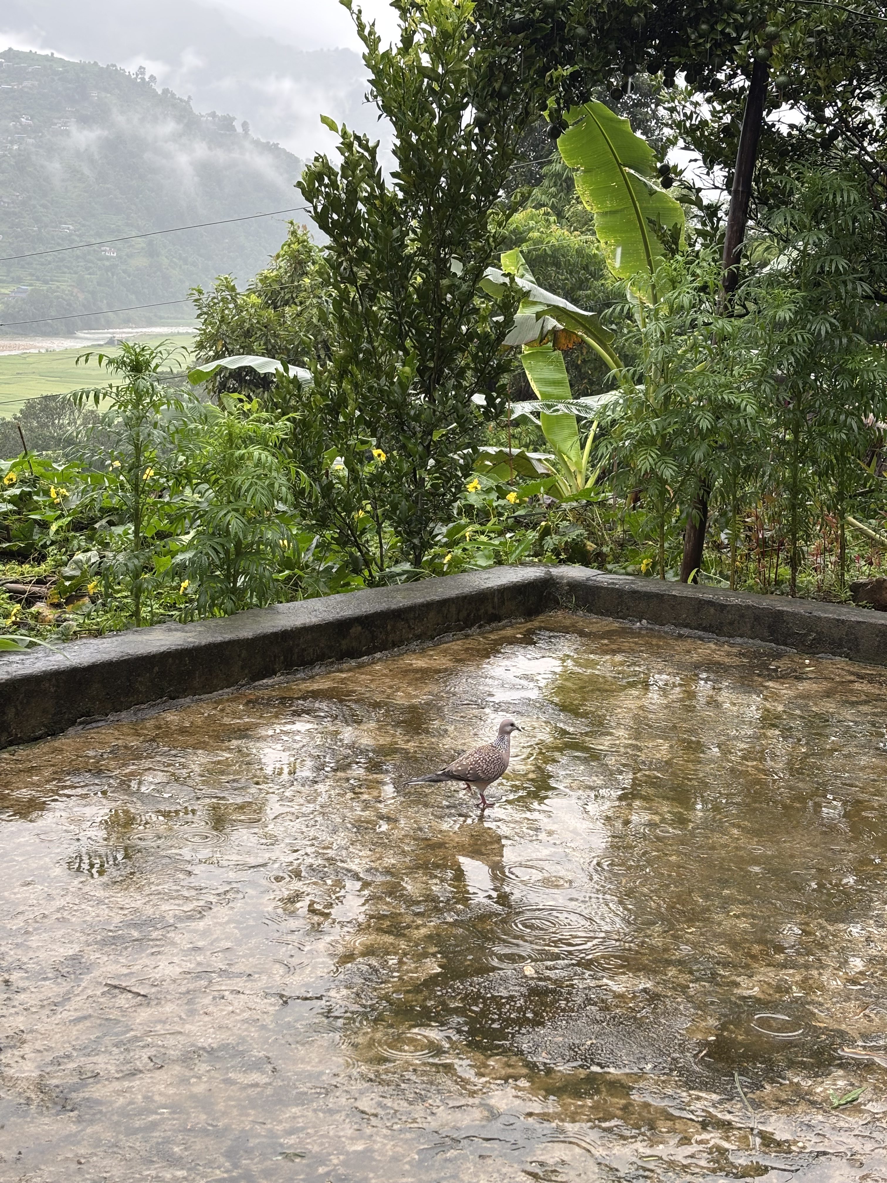 
A dove stands on a wet, reflective surface surrounded by lush greenery.