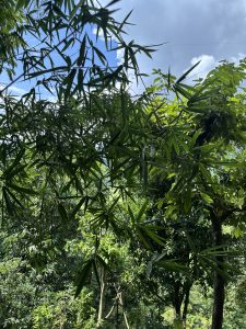 A vibrant canopy of green leaves and bamboo foliage, with sunlight filtering through against a blue, cloud-streaked sky.