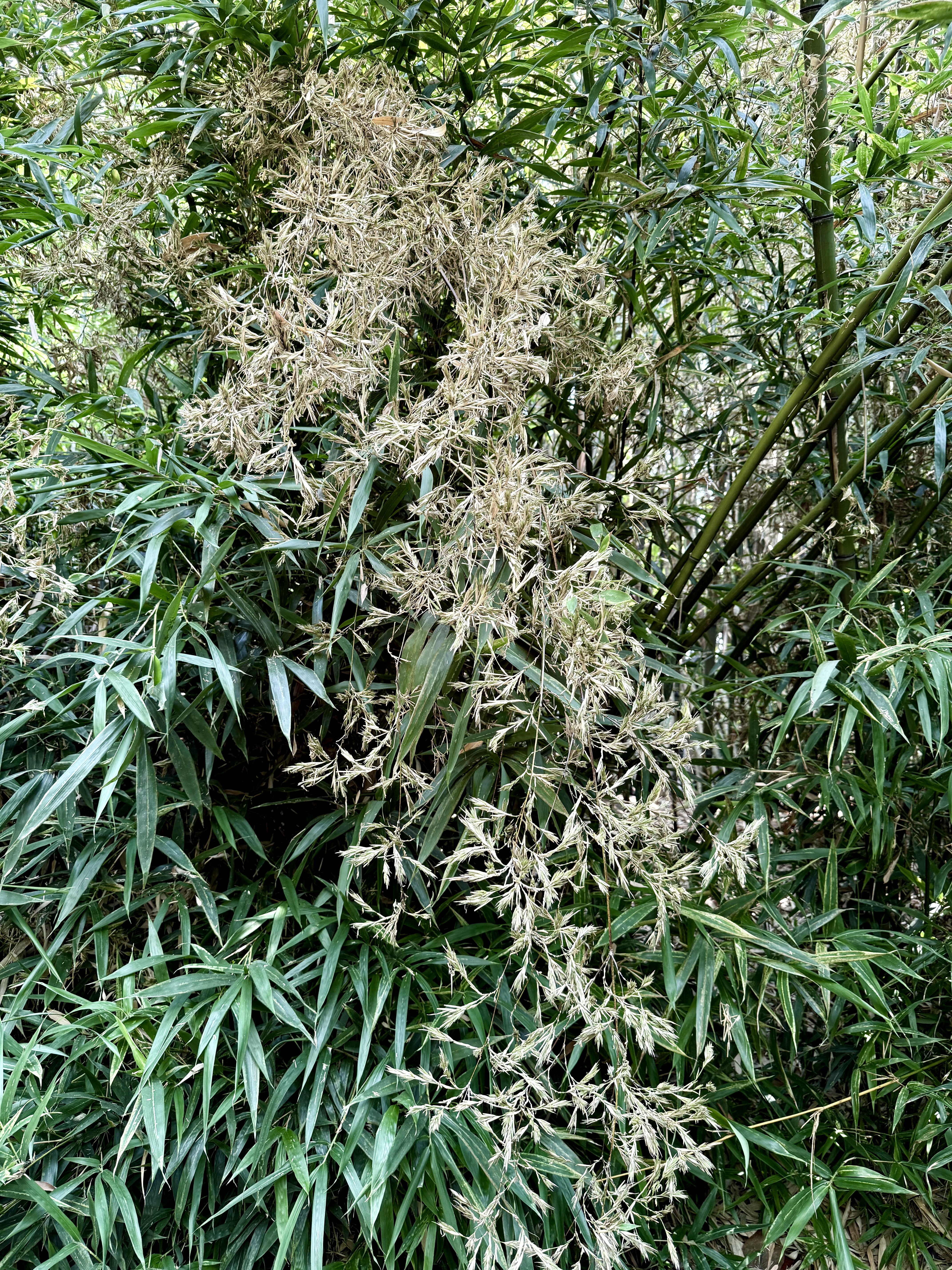 A rare view of bamboo in bloom with tan-colored flowers among green foliage. Shot at the Oregon Zoo, Portland.