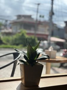 A potted plant with long, green leaves sits on a wooden table, illuminated by sunlight.