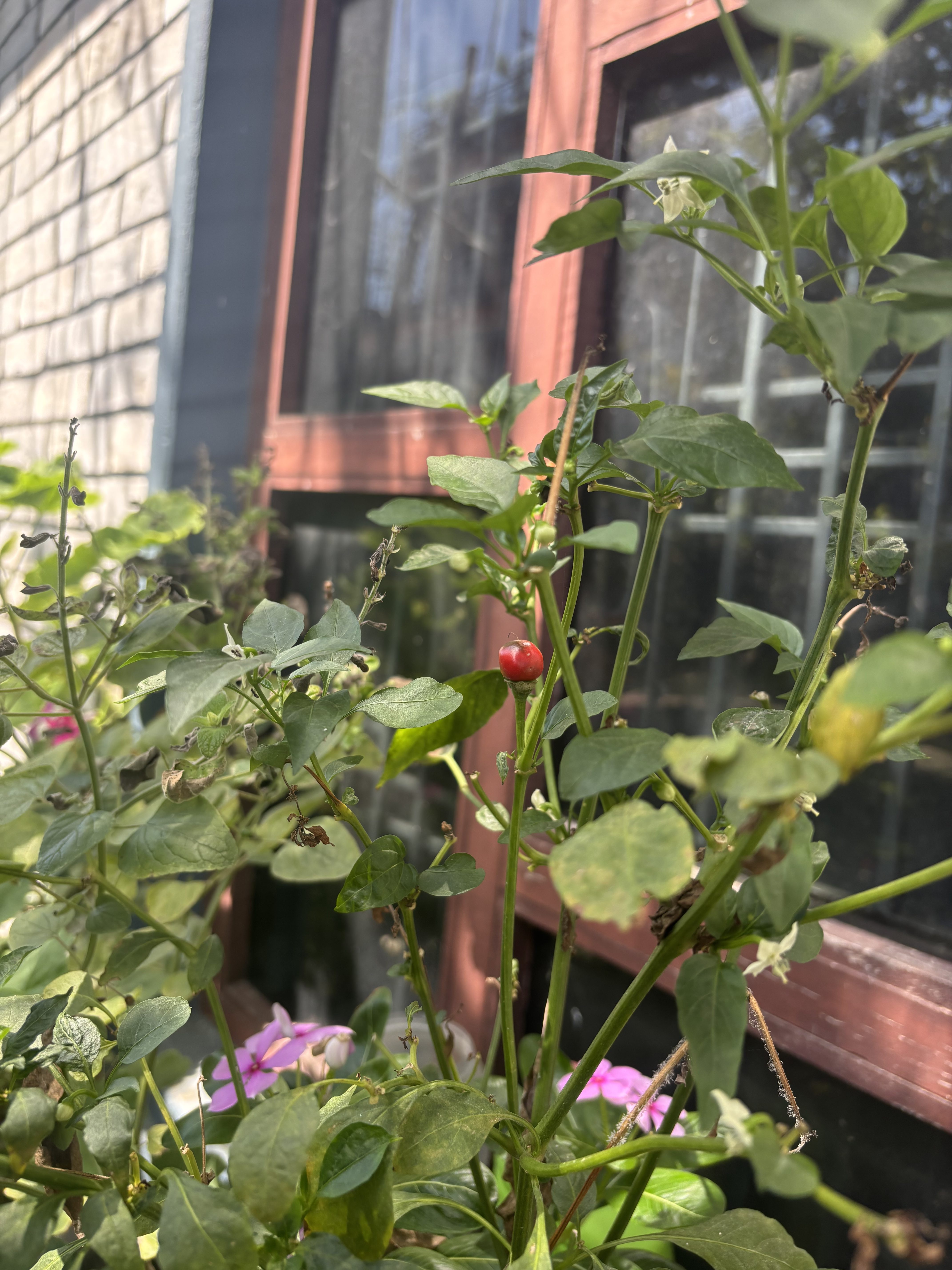 Close-up of a chilli plant by a window with pink flowers and soft sunlight.