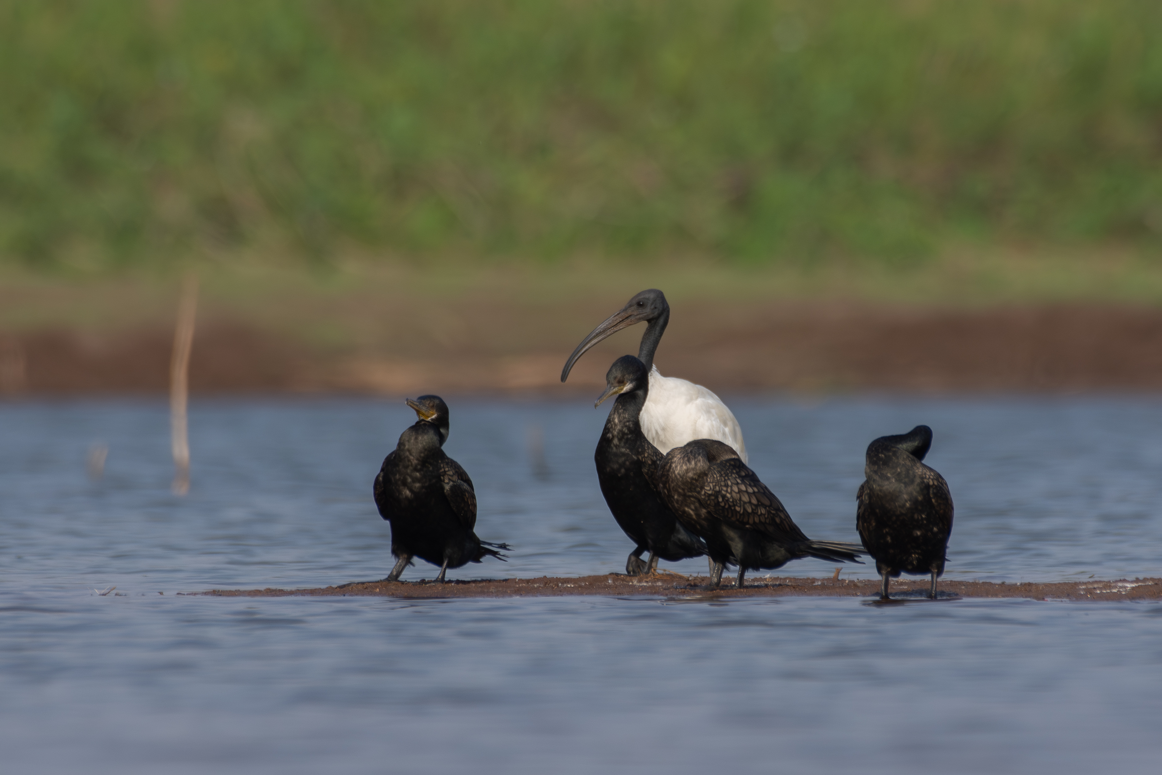Four cormorants perch on a small sandy island, with a white bird—possibly a Black-headed Ibis—at the center.