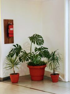 A grouping of three potted plants - a large Monstera in the center and two smaller plants on the sides - stands in a corner beneath a red fire extinguisher mounted on a wooden plaque.