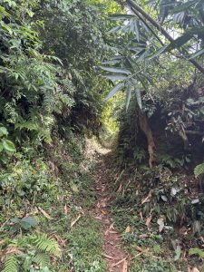 A narrow path winds through dense rainforest, with ferns and leaves forming a canopy as sunlight filters onto the trail.