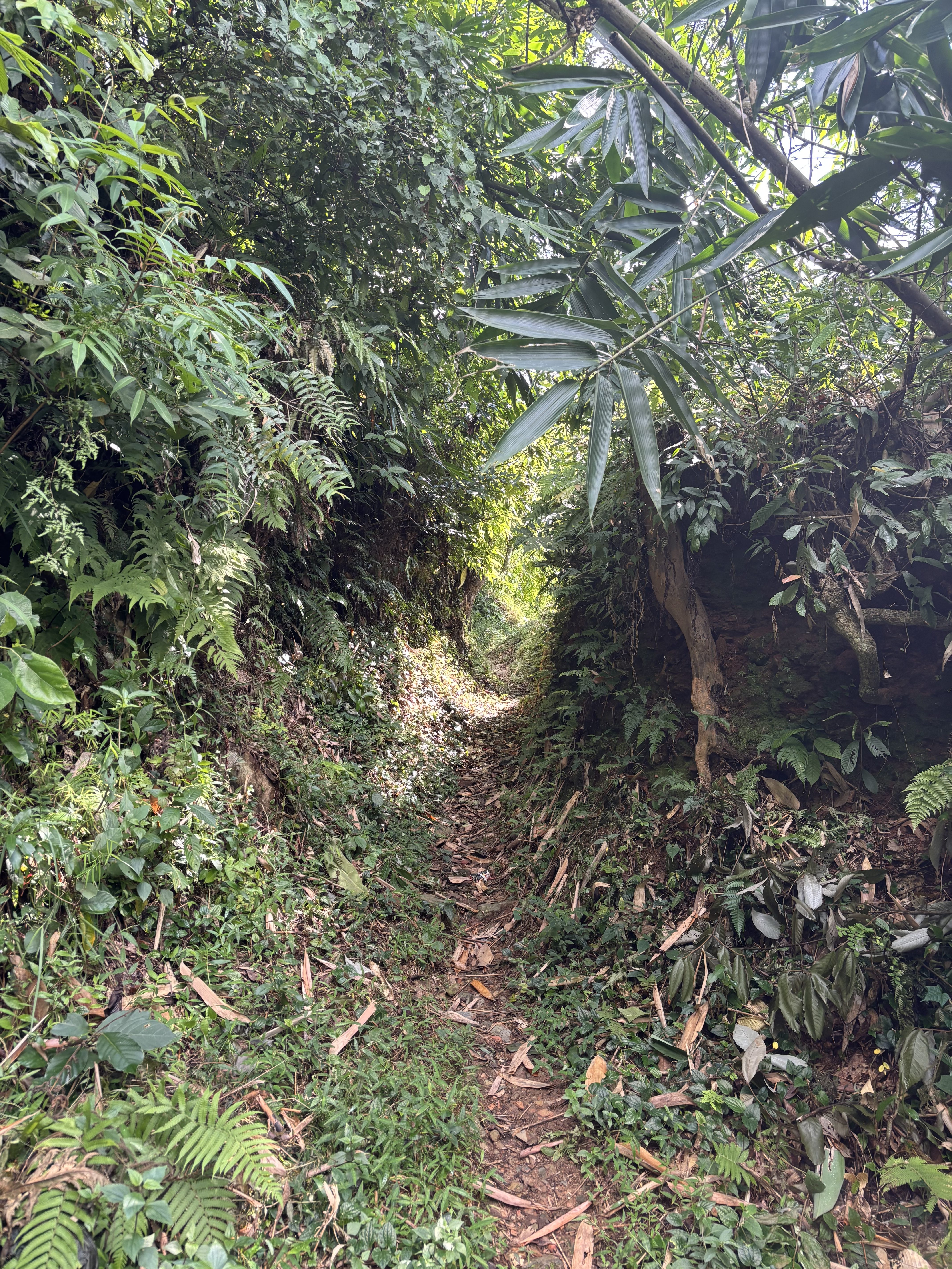 A narrow path winds through dense rainforest, with ferns and leaves forming a canopy as sunlight filters onto the trail.