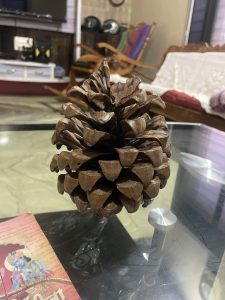 A large pine cone is placed on a glass table. 