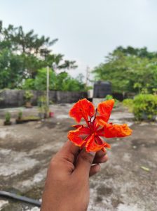 A hand holding a vibrant orange flower with multiple petals against a backdrop of a rooftop garden, featuring green trees and plants in pots, with a cloudy sky above.
