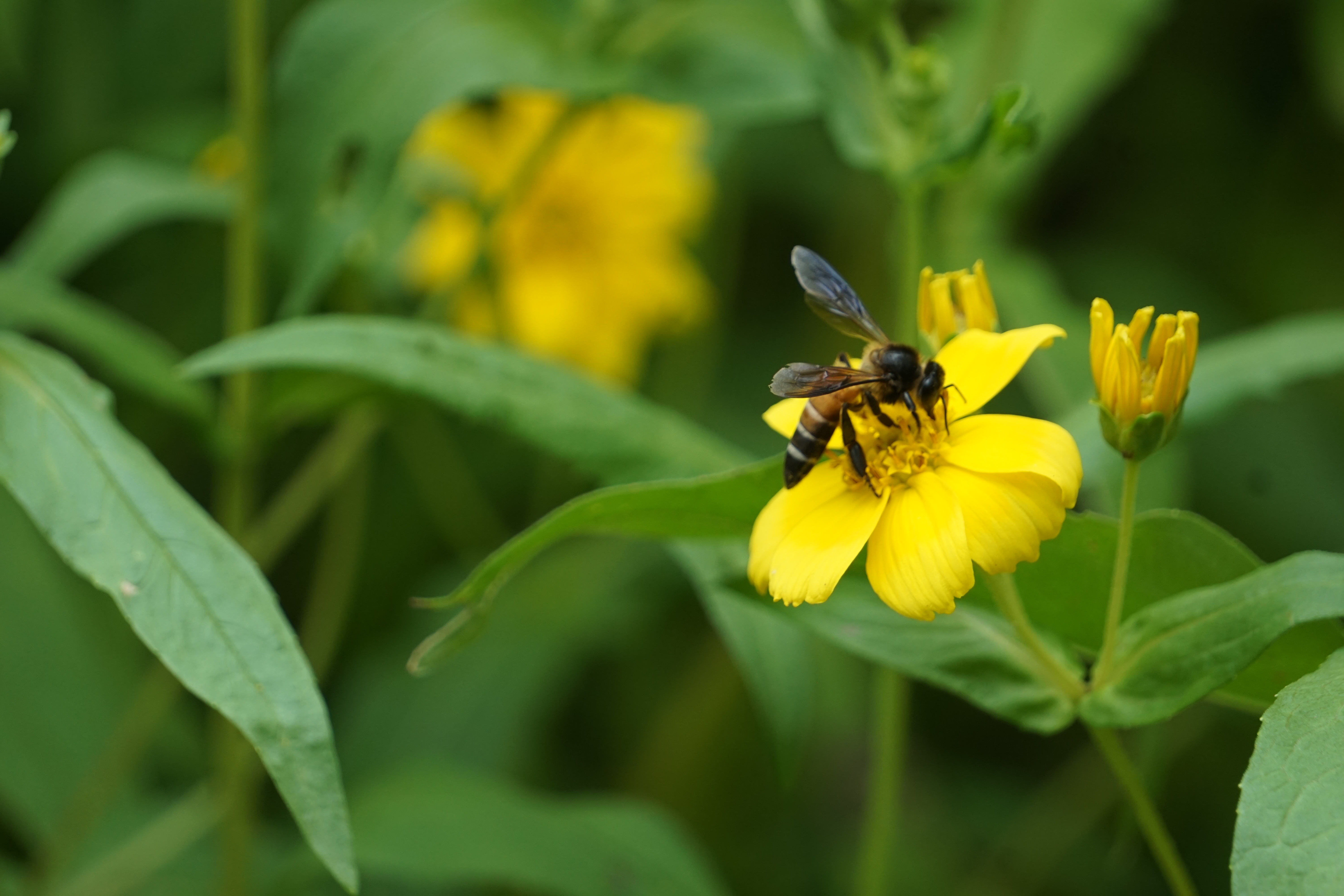 A bee collecting nector from vibrant yellow flower.