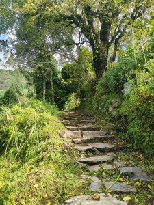 A stone pathway winds through lush greenery, flanked by trees and dense vegetation.
