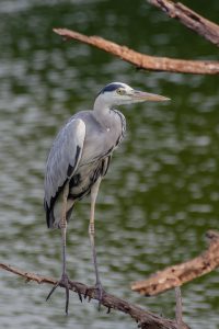Grey Heron
