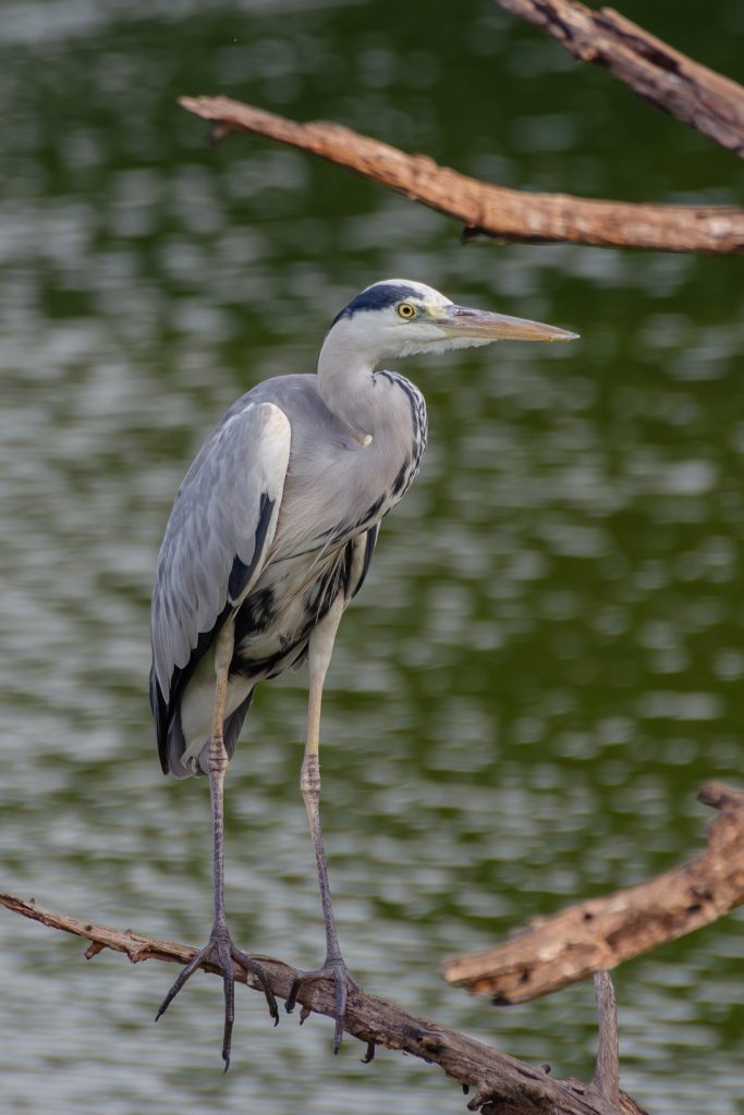 Grey Heron