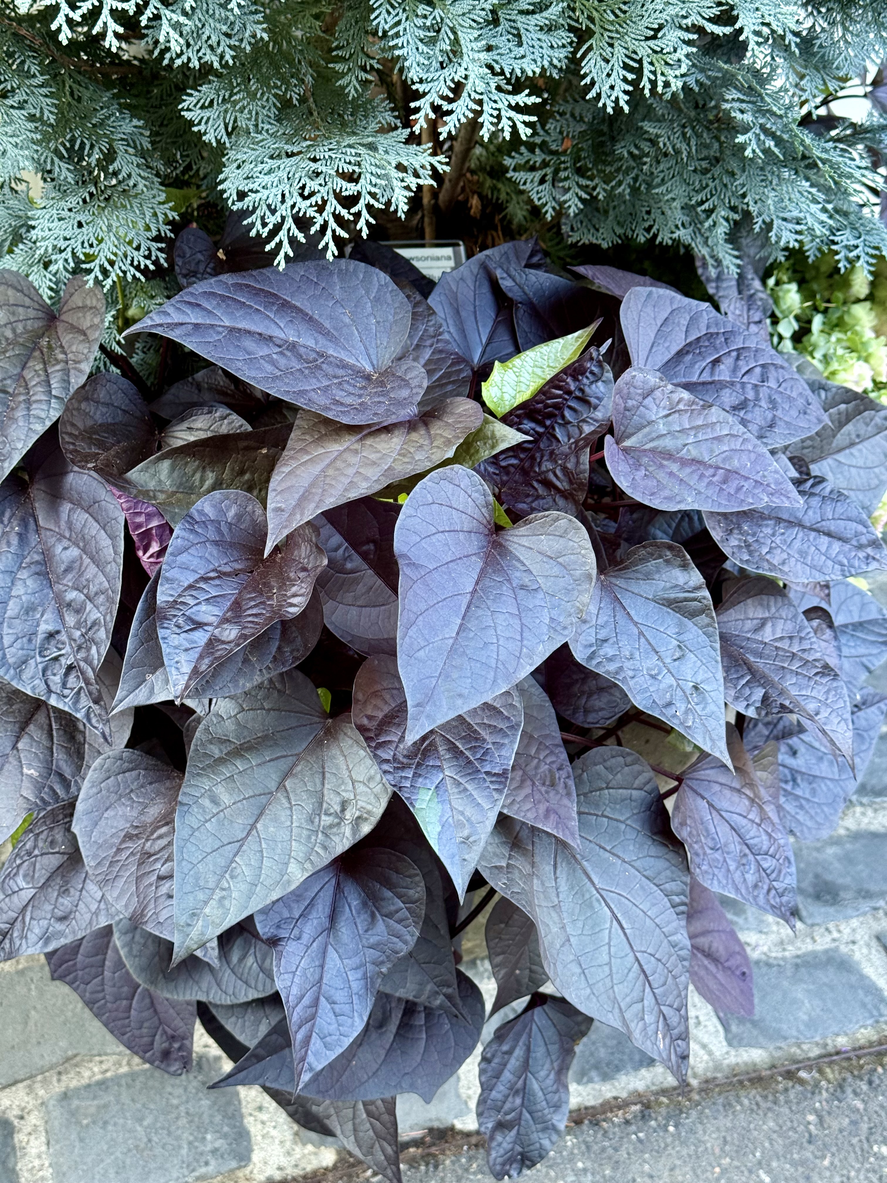 Dark purple sweet potato vine leaves growing under a conifer shrub. Captured in the evening at Pittock Mansion, Portland.